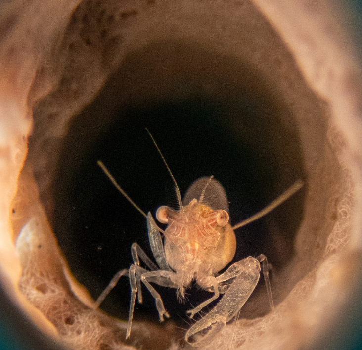 PADI Digital Underwater Photography Course in Sulawesi gallery 4