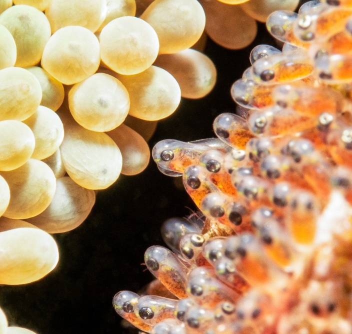 PADI Digital Underwater Photography Course in Sulawesi, photo 2