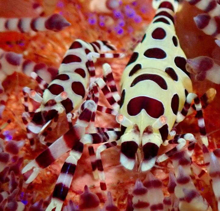 PADI Digital Underwater Photography Course in Sulawesi, photo 5