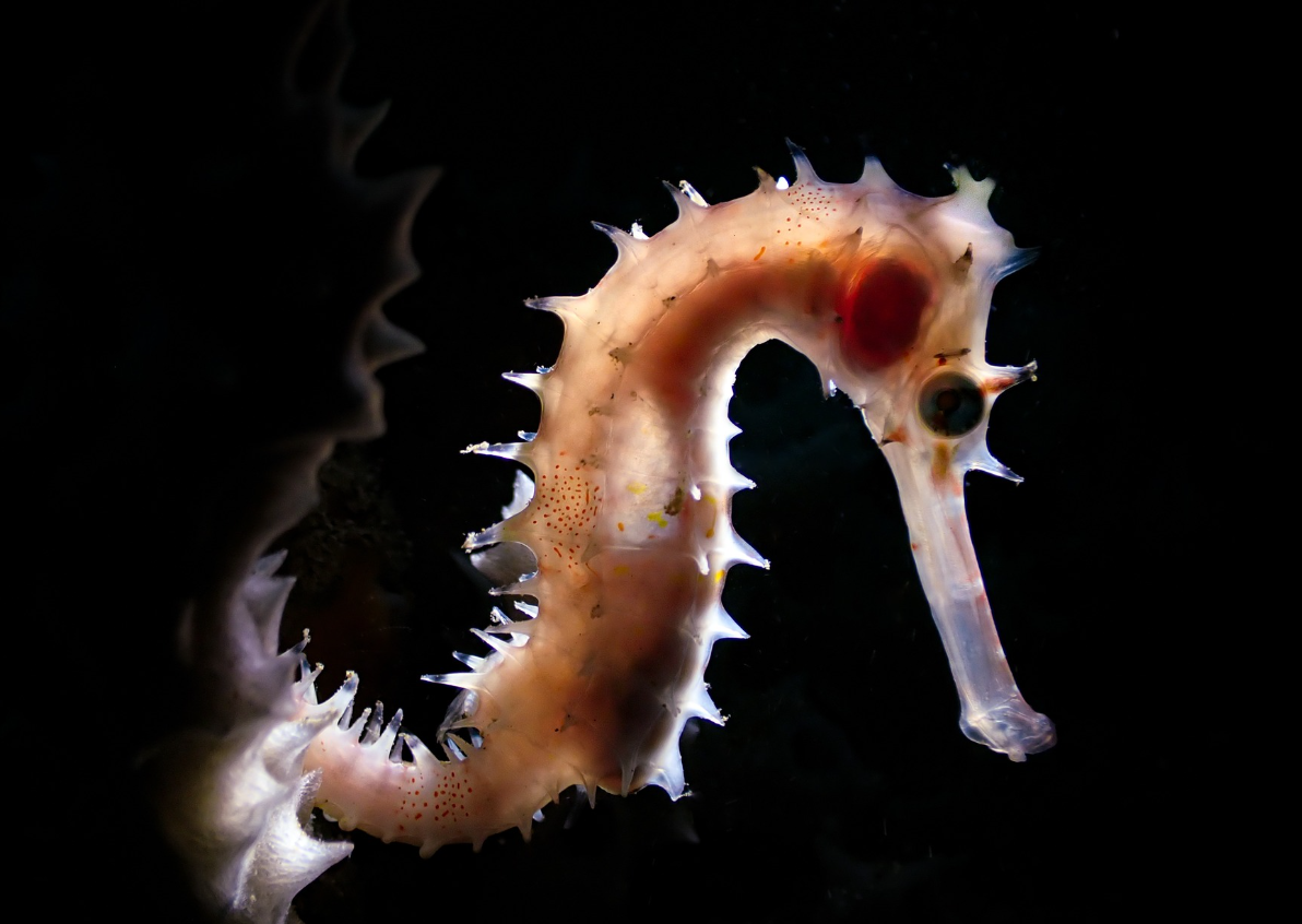 PADI Digital Underwater Photography Course in Sulawesi gallery 2