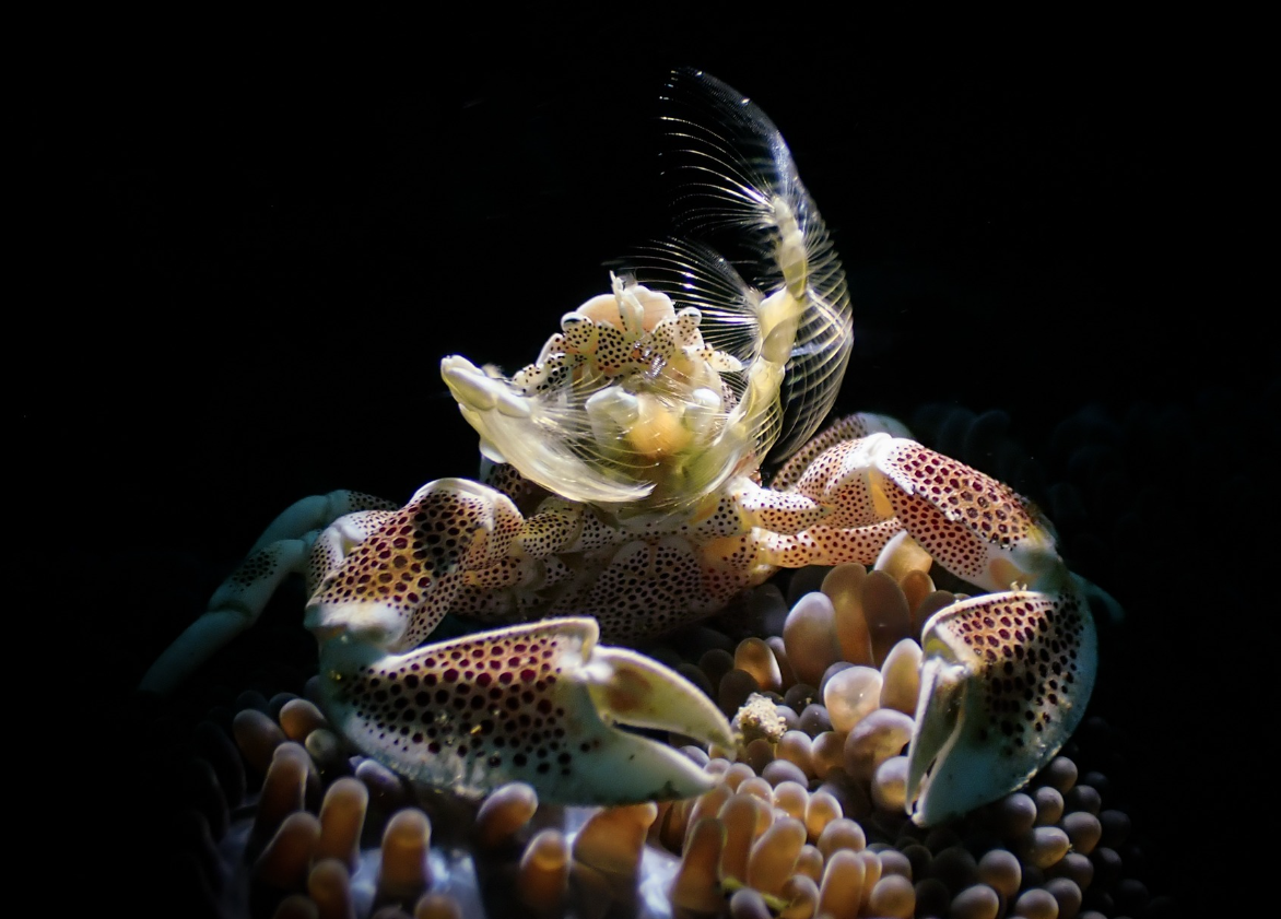 PADI Digital Underwater Photography Course in Sulawesi gallery 3