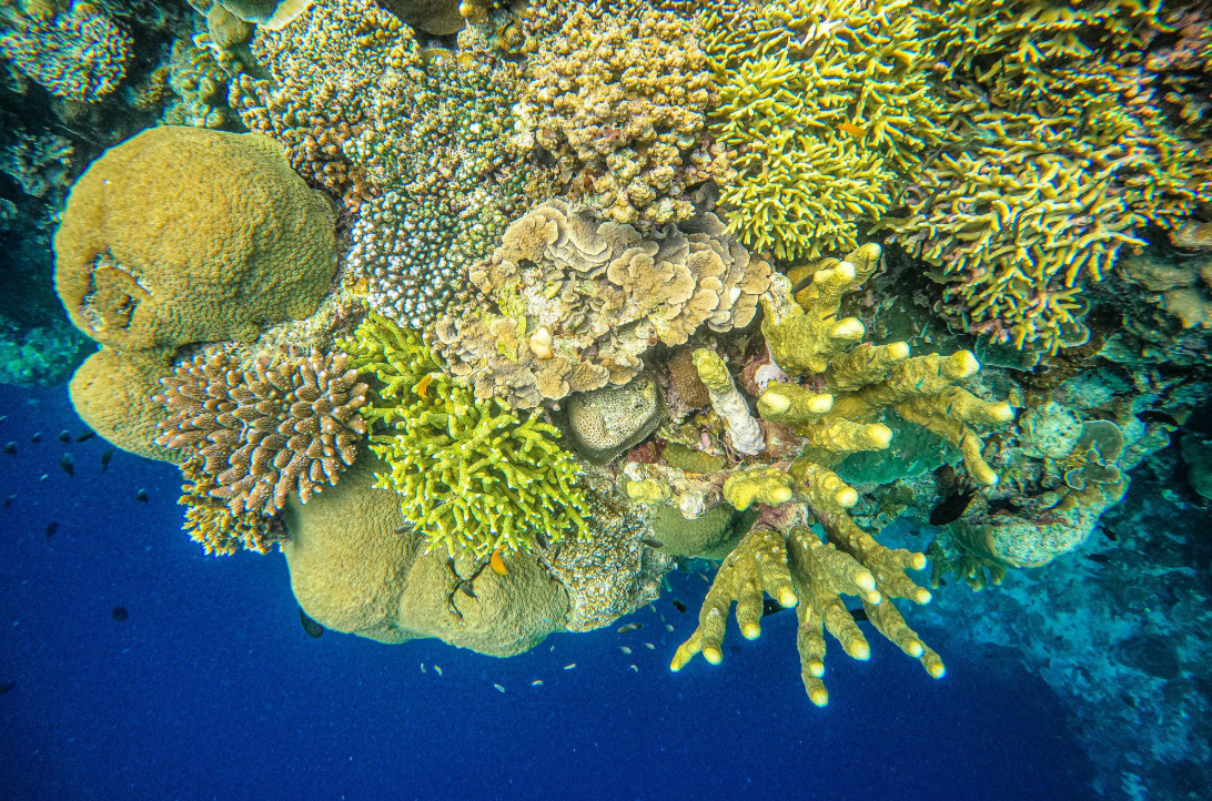Ocean Gardener Coral Diver Level 1 Course in Sulawesi gallery 7