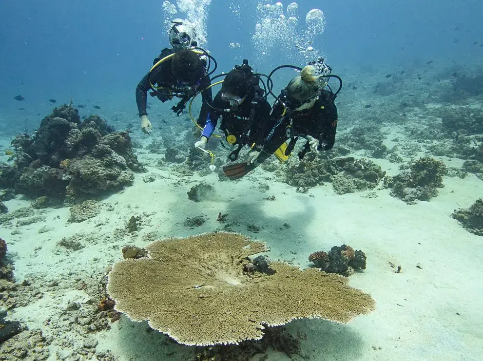 Ocean Gardener – Discover Coral Diving in Sulawesi, listing photo