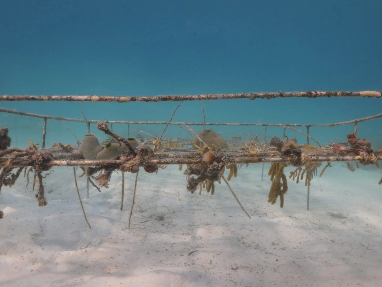 Ocean Gardener – Discover Coral Diving in Sulawesi, photo 5