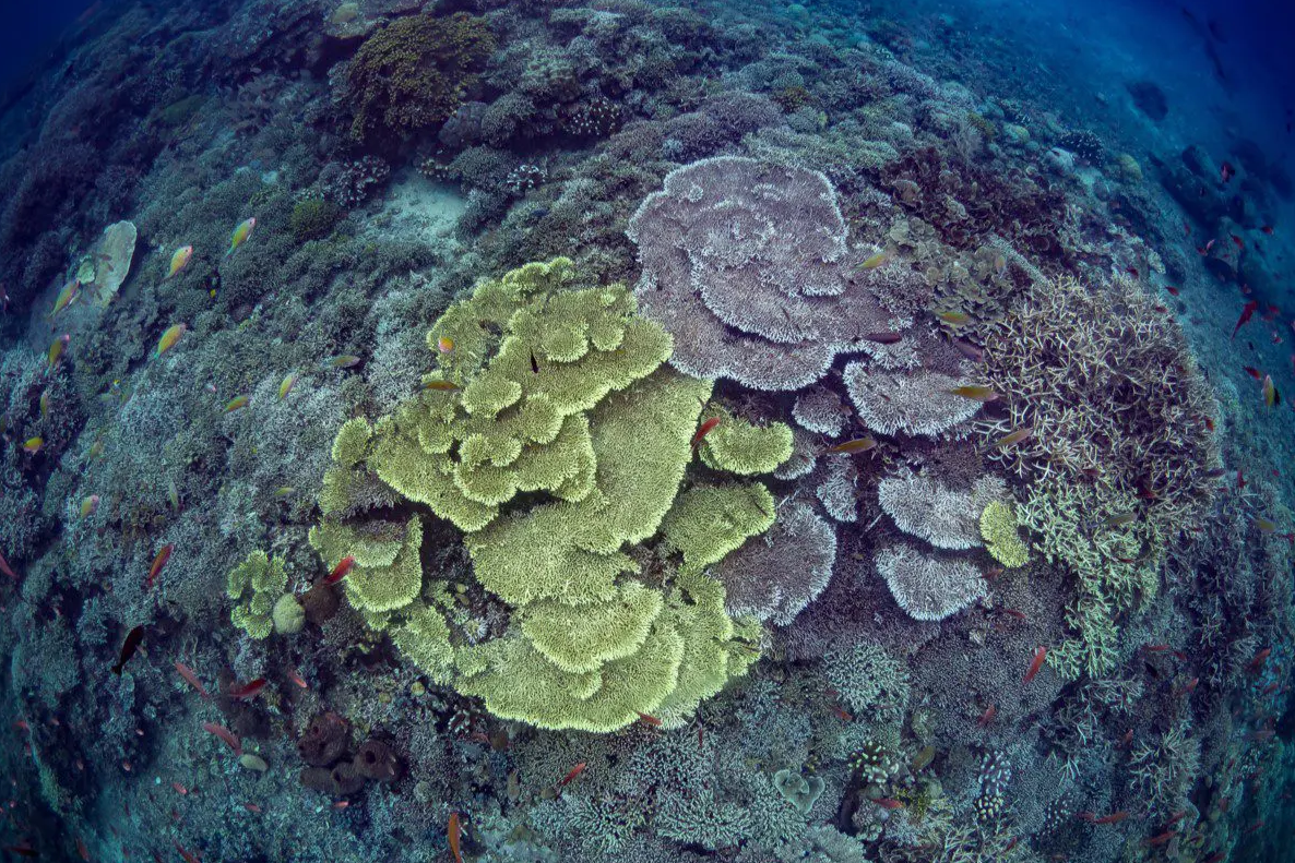 Ocean Gardener – Discover Coral Diving in Sulawesi gallery 2