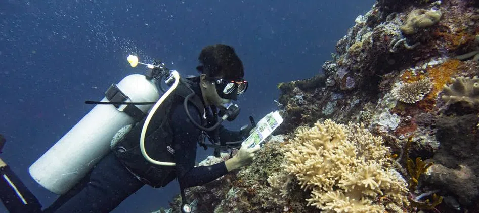 Ocean Gardener – Discover Coral Diving in Sulawesi, photo 2