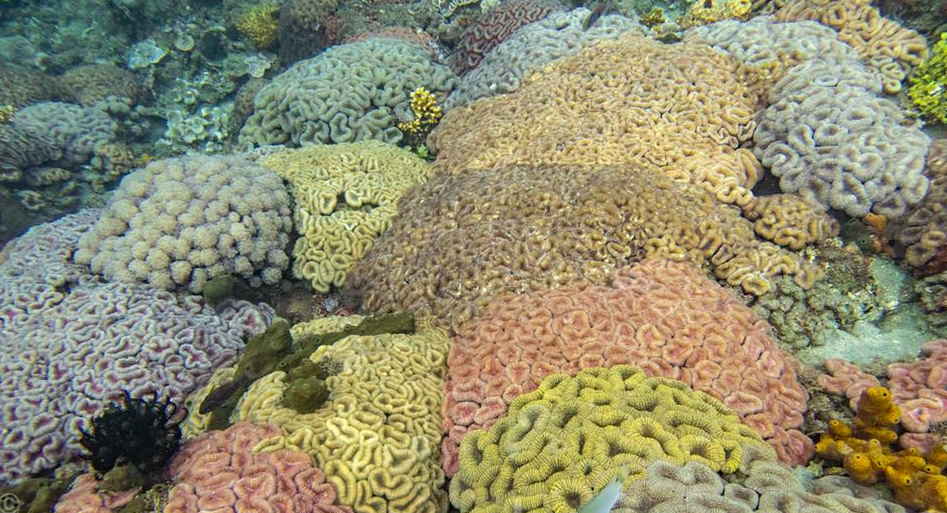 Ocean Gardener – Discover Coral Diving in Sulawesi gallery 5