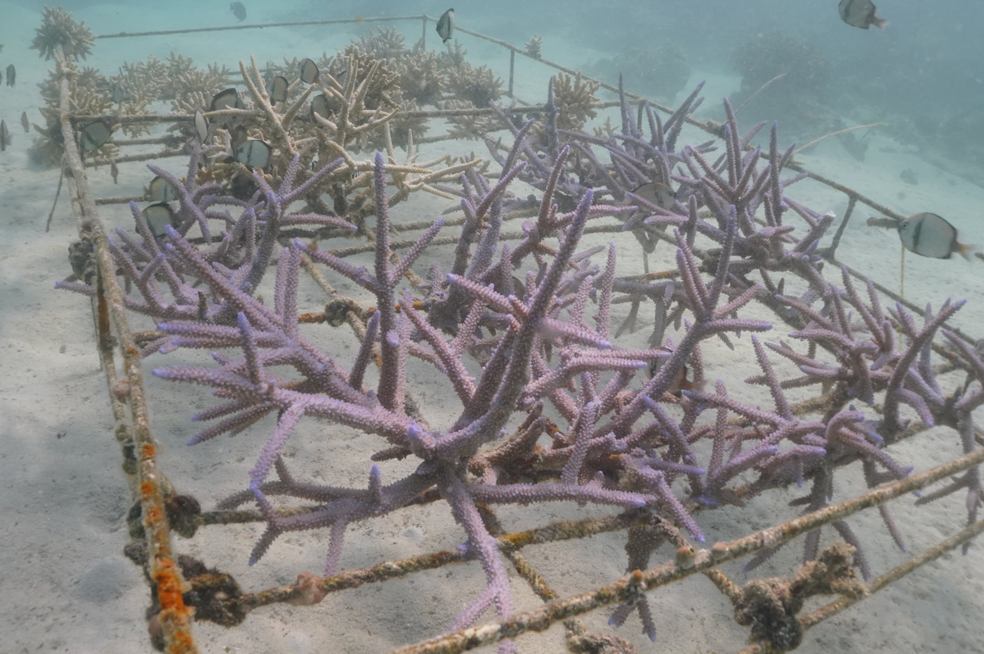 Ocean Gardener – Discover Coral Diving in Sulawesi gallery 6