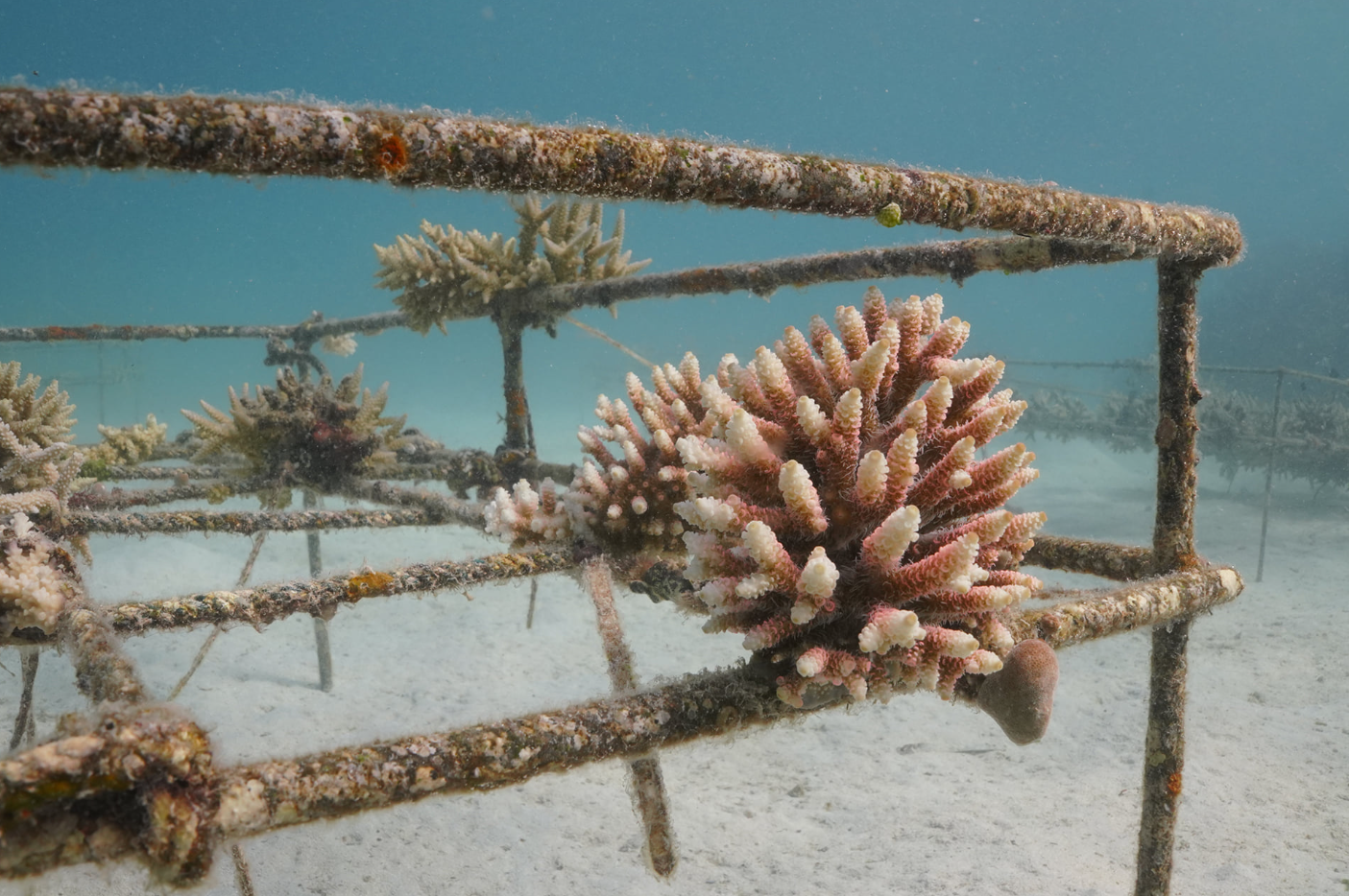 Ocean Gardener – Discover Coral Diving in Sulawesi gallery 8