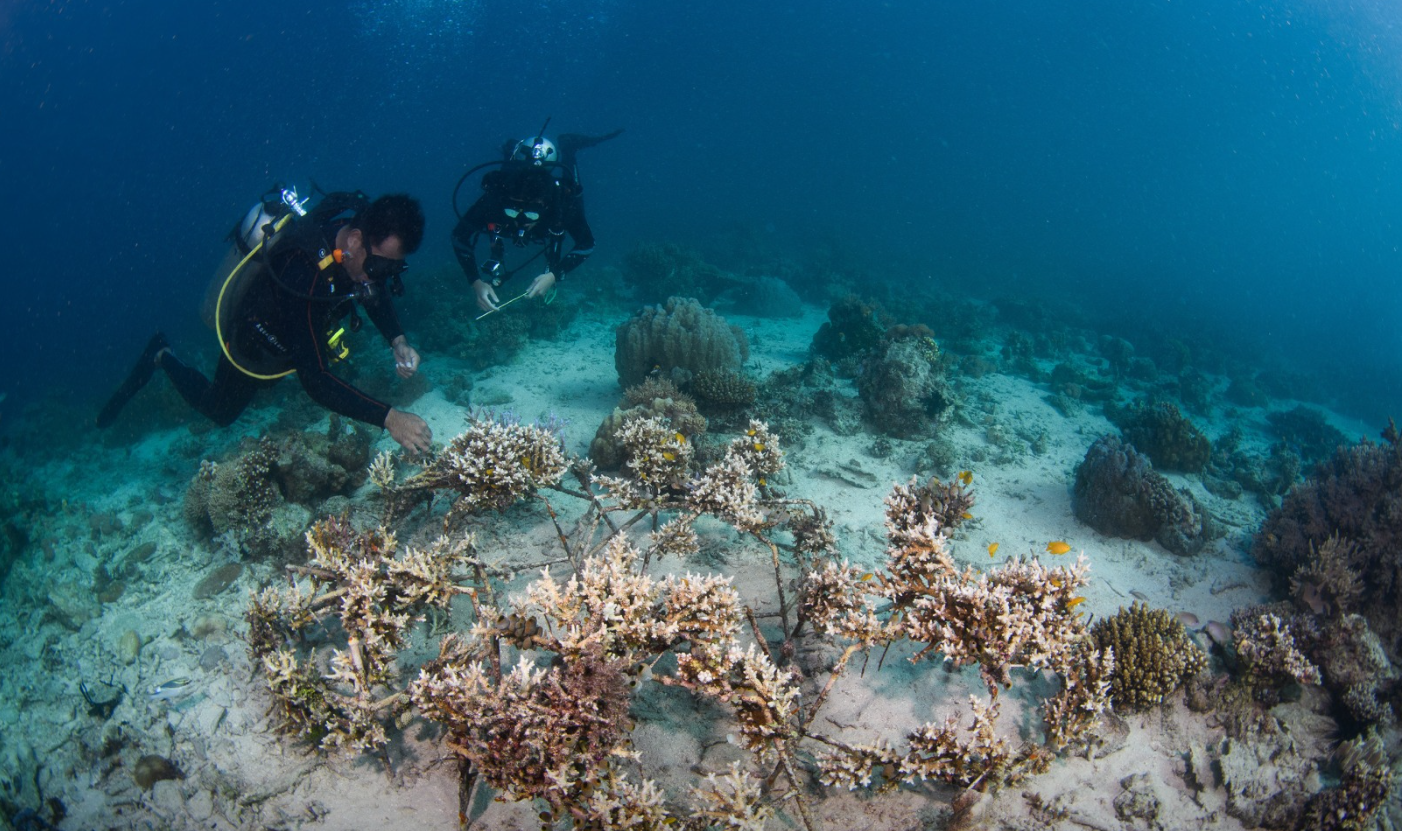 Ocean Gardener – Discover Coral Diving in Sulawesi gallery 9