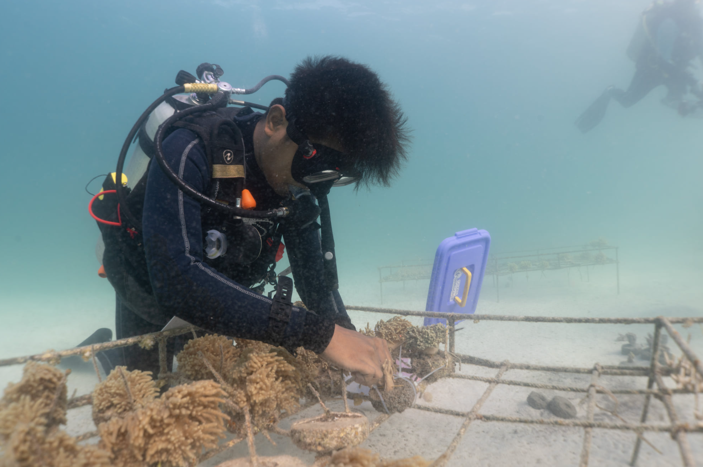 Ocean Gardener Coral Diver Level 1 Course in Sulawesi, listing photo