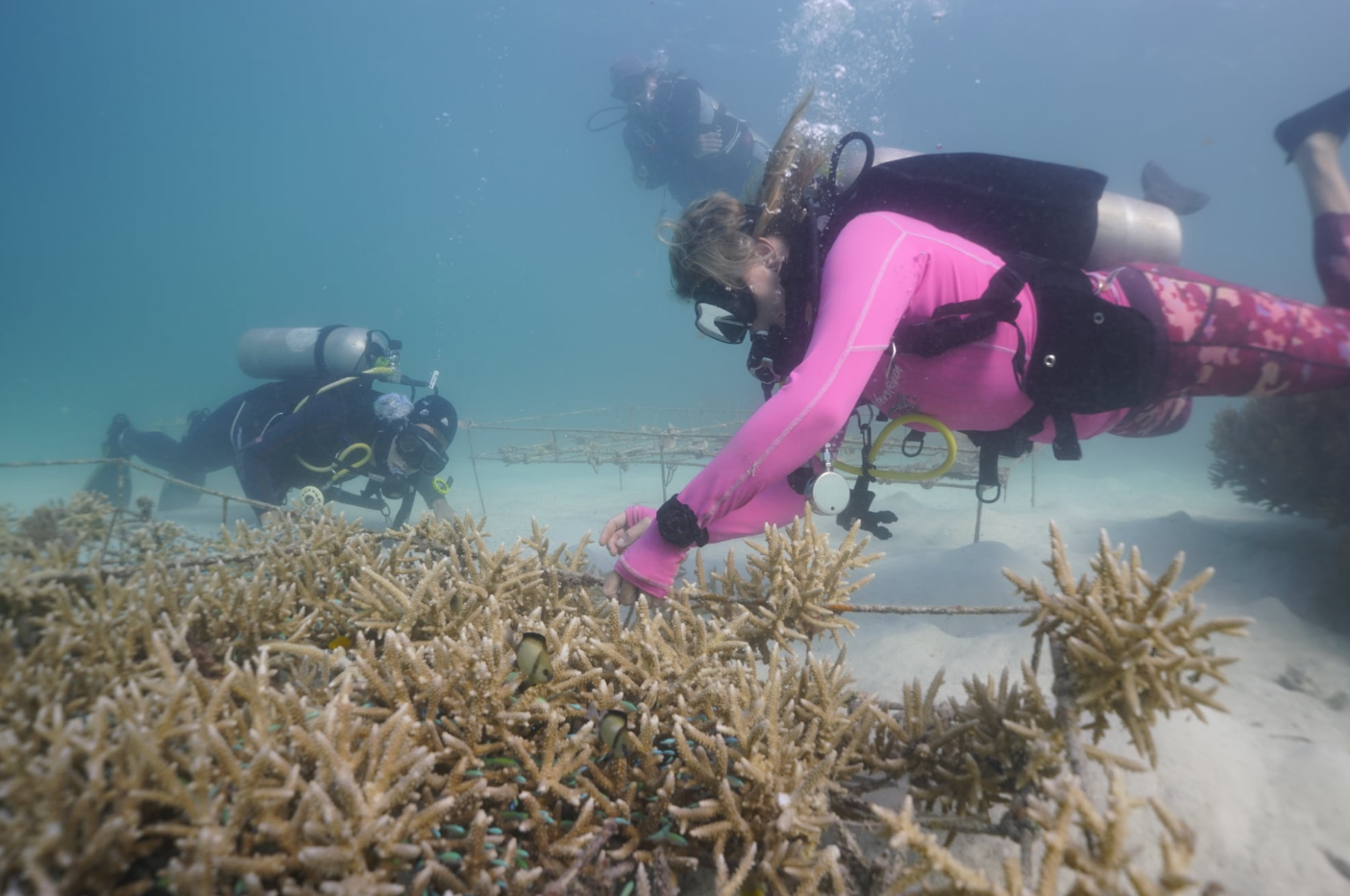 Ocean Gardener – Discover Coral Diving in Sulawesi gallery 10