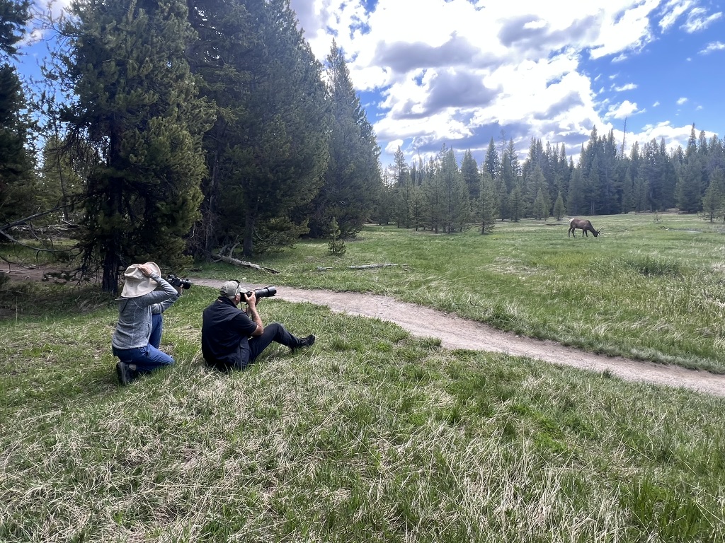 Private Summer Wildlife Photography Safari in Yellowstone National Park gallery 13