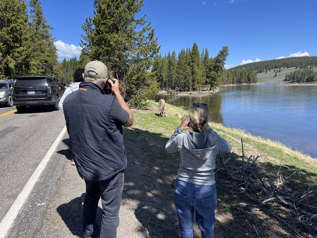 Private Summer Wildlife Photography Safari in Yellowstone National Park gallery 14