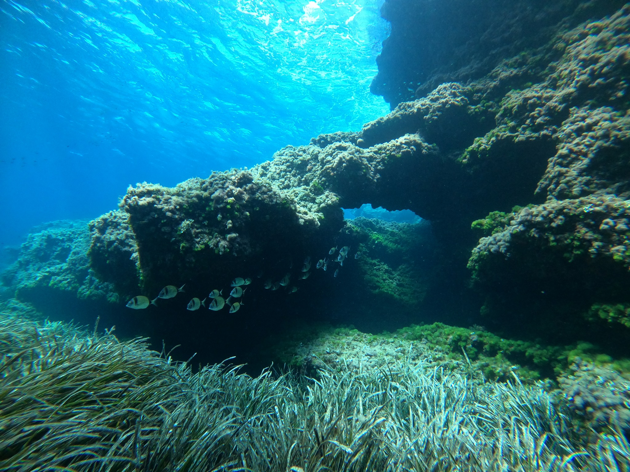Guided Dives Porto Petro, Mallorca, photo 4