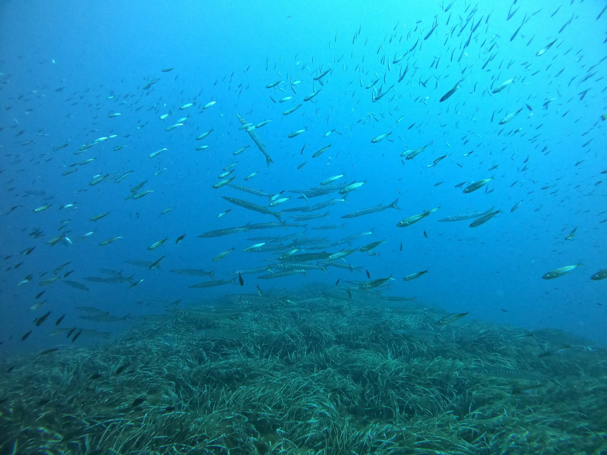 Guided Dives Porto Petro, Mallorca, photo 2