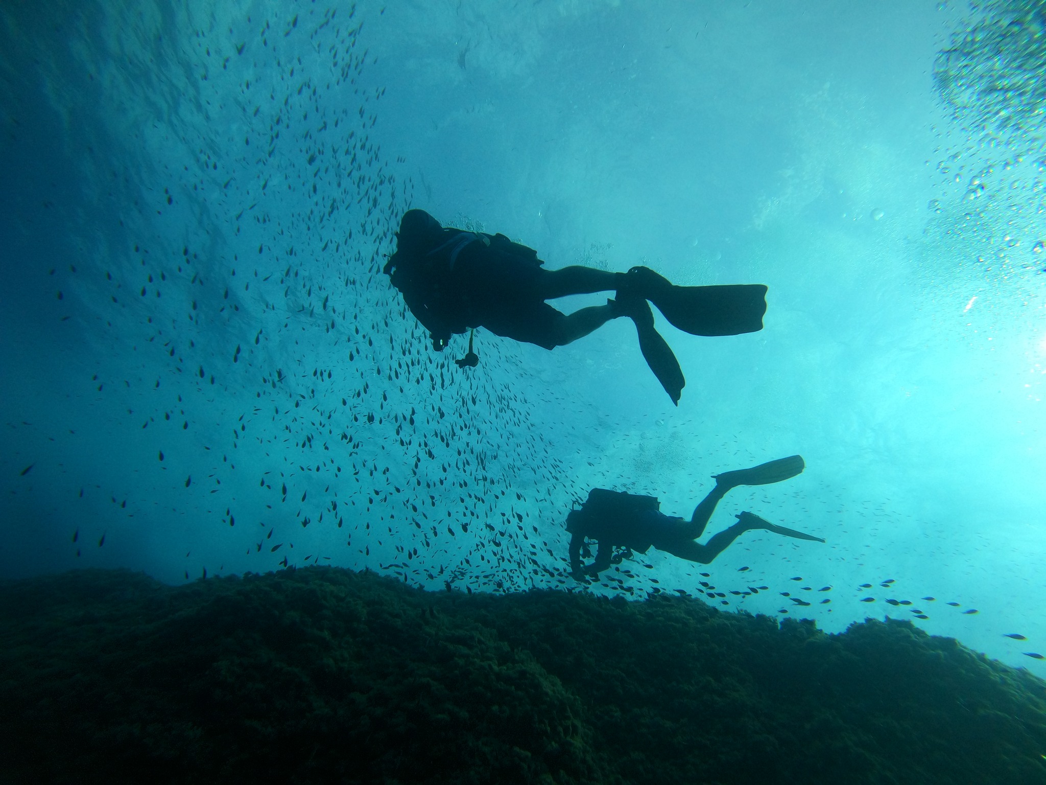 Guided Dives Porto Petro, Mallorca, photo 3