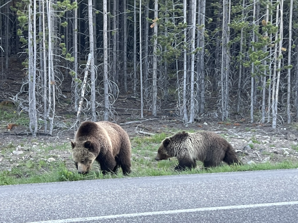 Private Summer Wildlife Photography Safari in Yellowstone National Park gallery 12