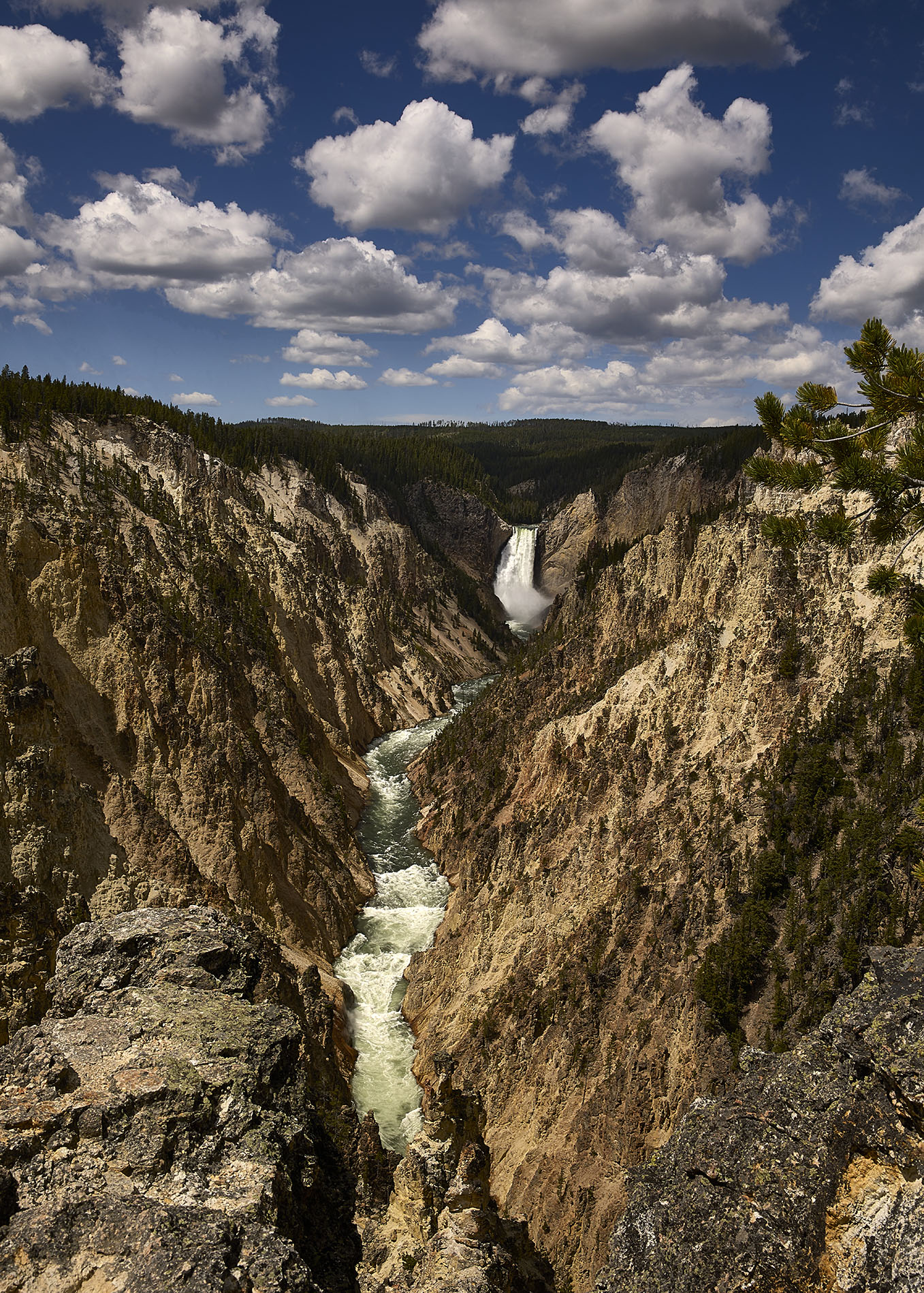 Private Summer Wildlife Photography Safari in Yellowstone National Park gallery 11