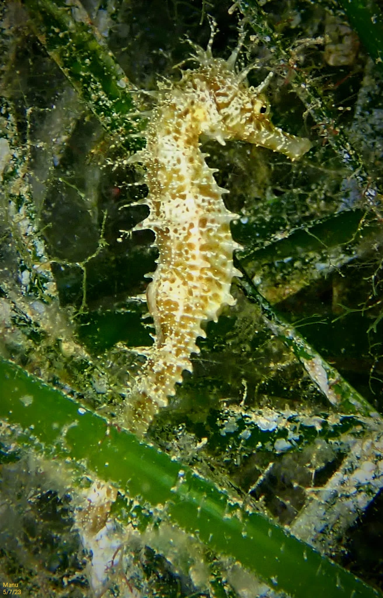 Guided Dives Porto Petro, Mallorca gallery 2