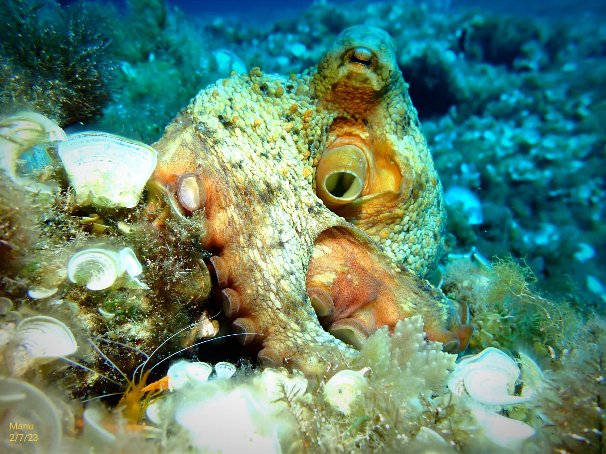 Guided Dives Porto Petro, Mallorca gallery 1
