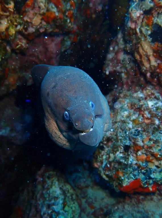 Reef Exploration Session in Lanzarote gallery 3