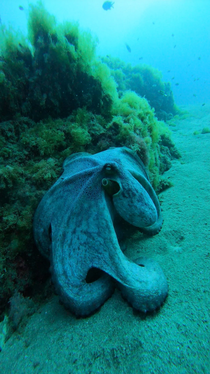 Reef Exploration Session in Lanzarote gallery 4