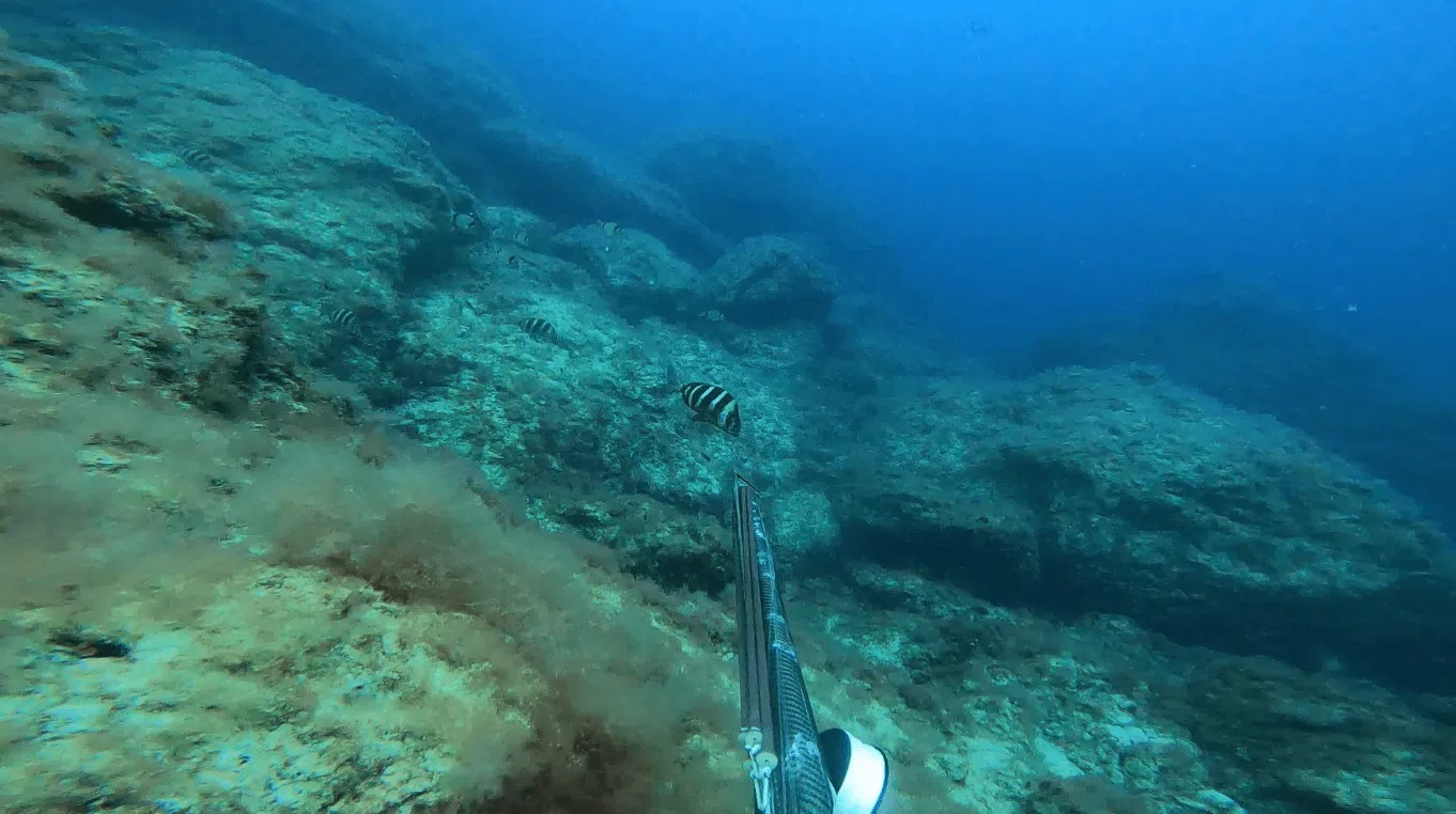 Spearfishing Session in Lanzarote, photo 2