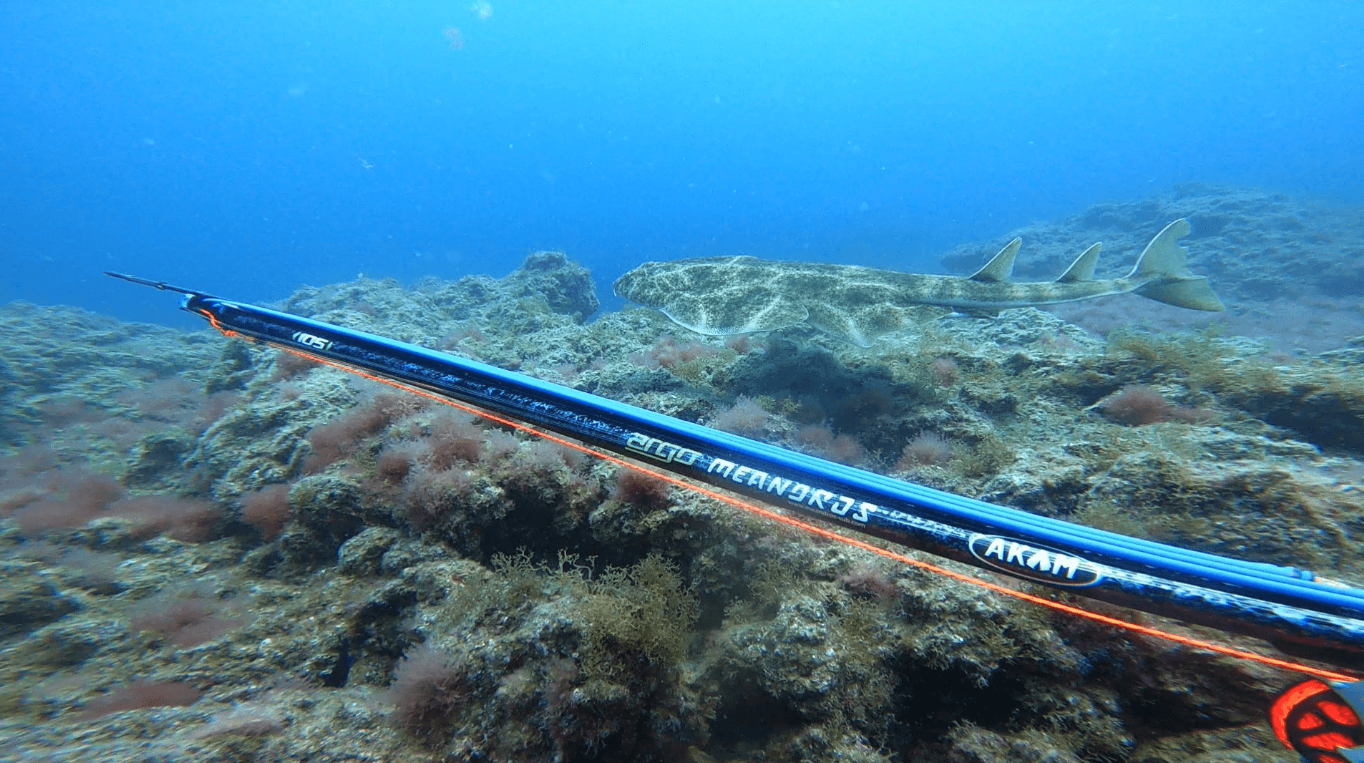 Spearfishing Session in Lanzarote gallery 2