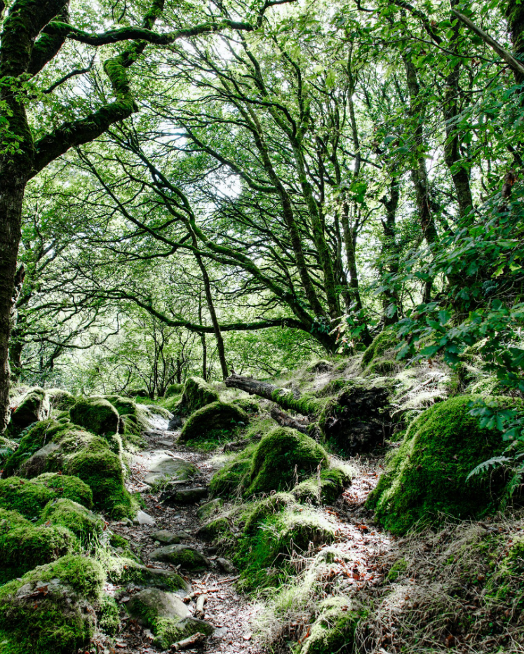Pembrokeshire Bushcraft and Survival Weekend gallery 5