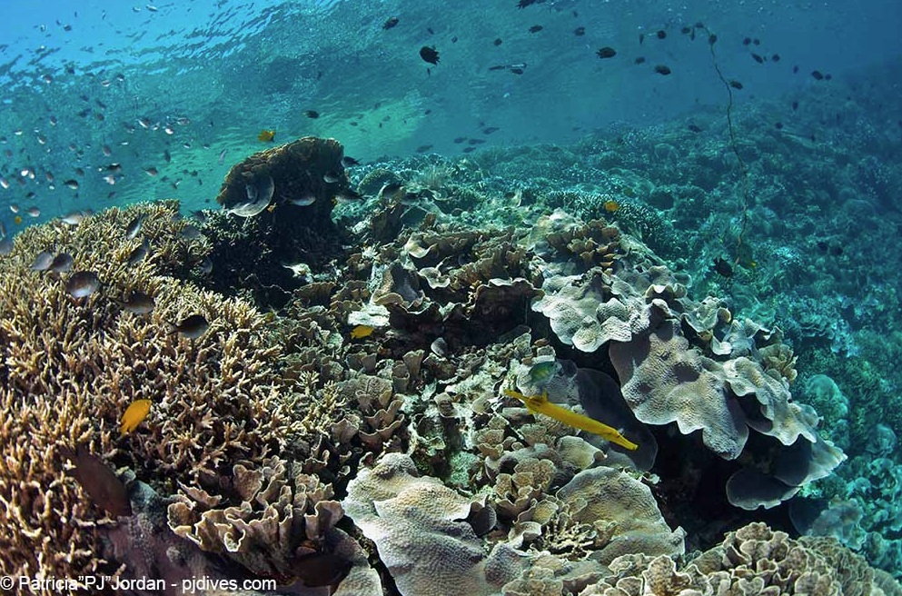 Snorkelling Adventure in North Sulawesi, Indonesia gallery 8