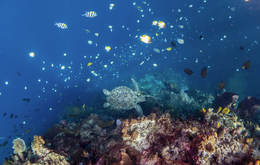 Snorkelling Adventure in North Sulawesi, Indonesia gallery 9