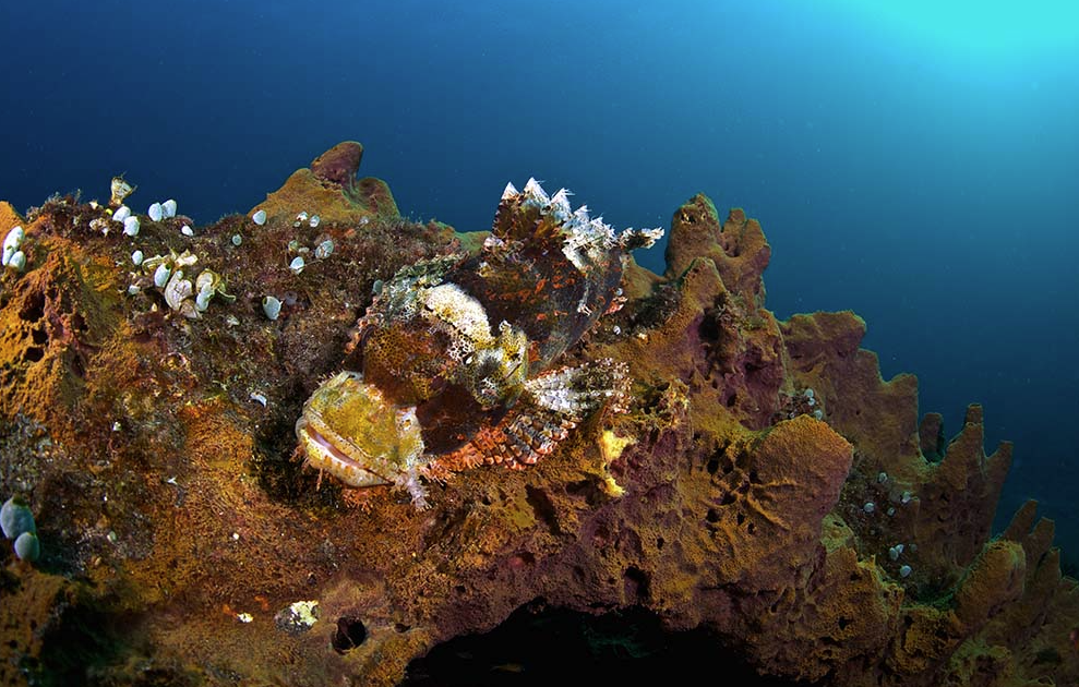Snorkelling Adventure in North Sulawesi, Indonesia gallery 10
