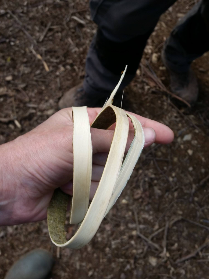 Woodcraft & Whittling Lesson in Wrexham gallery 3