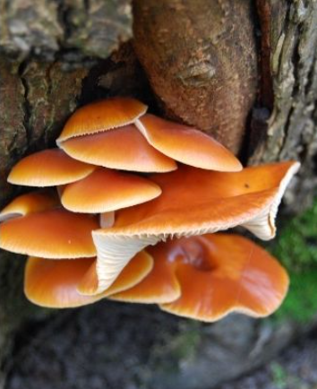 Autumn Foraging Walk at Chirk Castle in Wrexham, photo 5