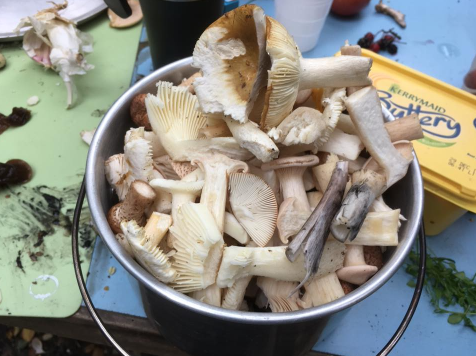 Autumn Foraging Walk at Chirk Castle in Wrexham gallery 5