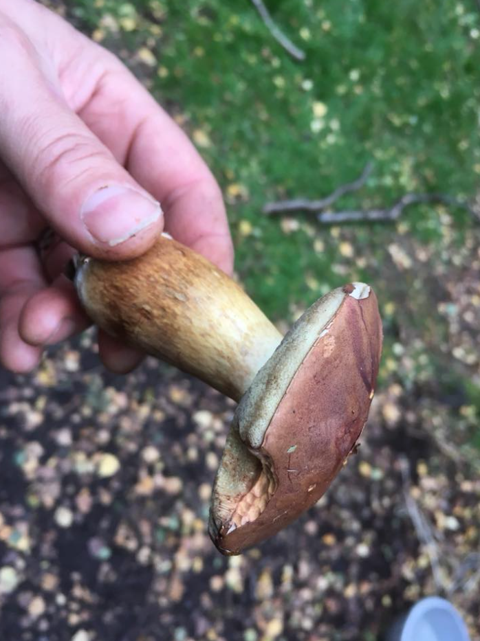 Autumn Foraging Walk at Chirk Castle in Wrexham gallery 6