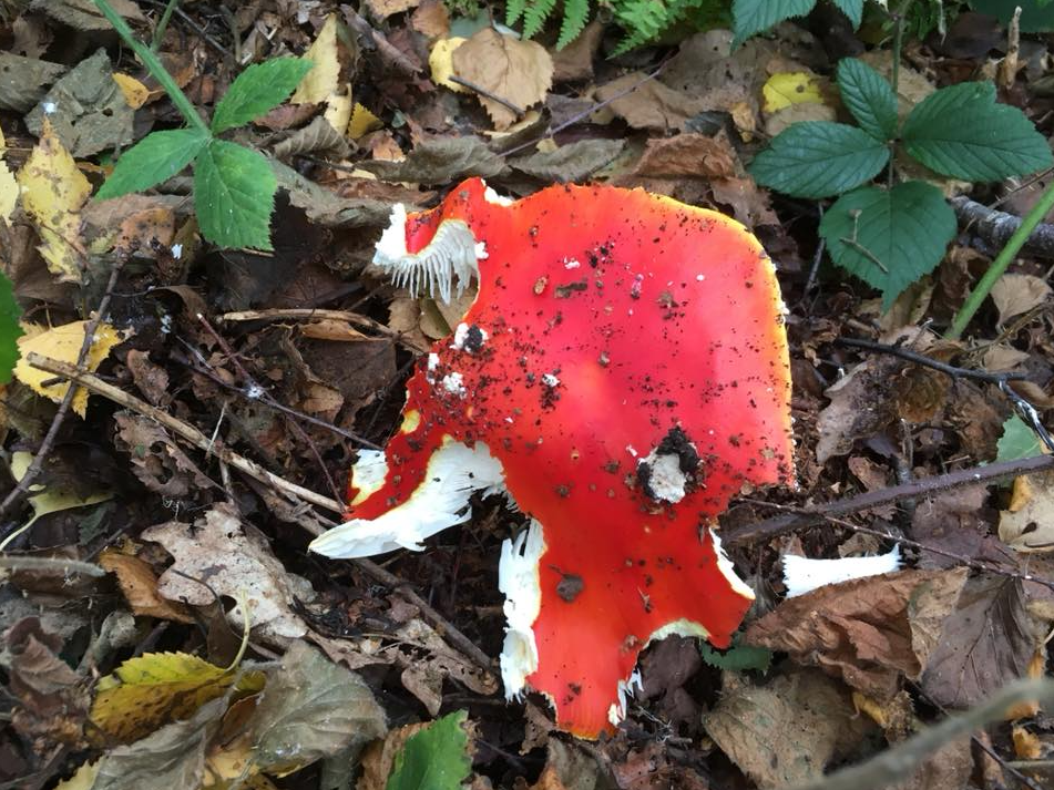 Autumn Foraging Walk at Chirk Castle in Wrexham gallery 7
