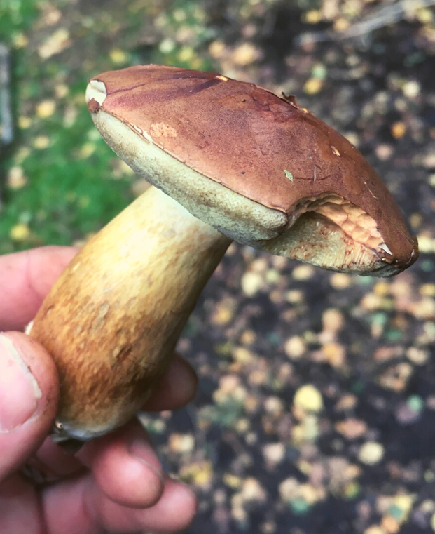 Autumn Foraging Walk at Chirk Castle in Wrexham gallery 8
