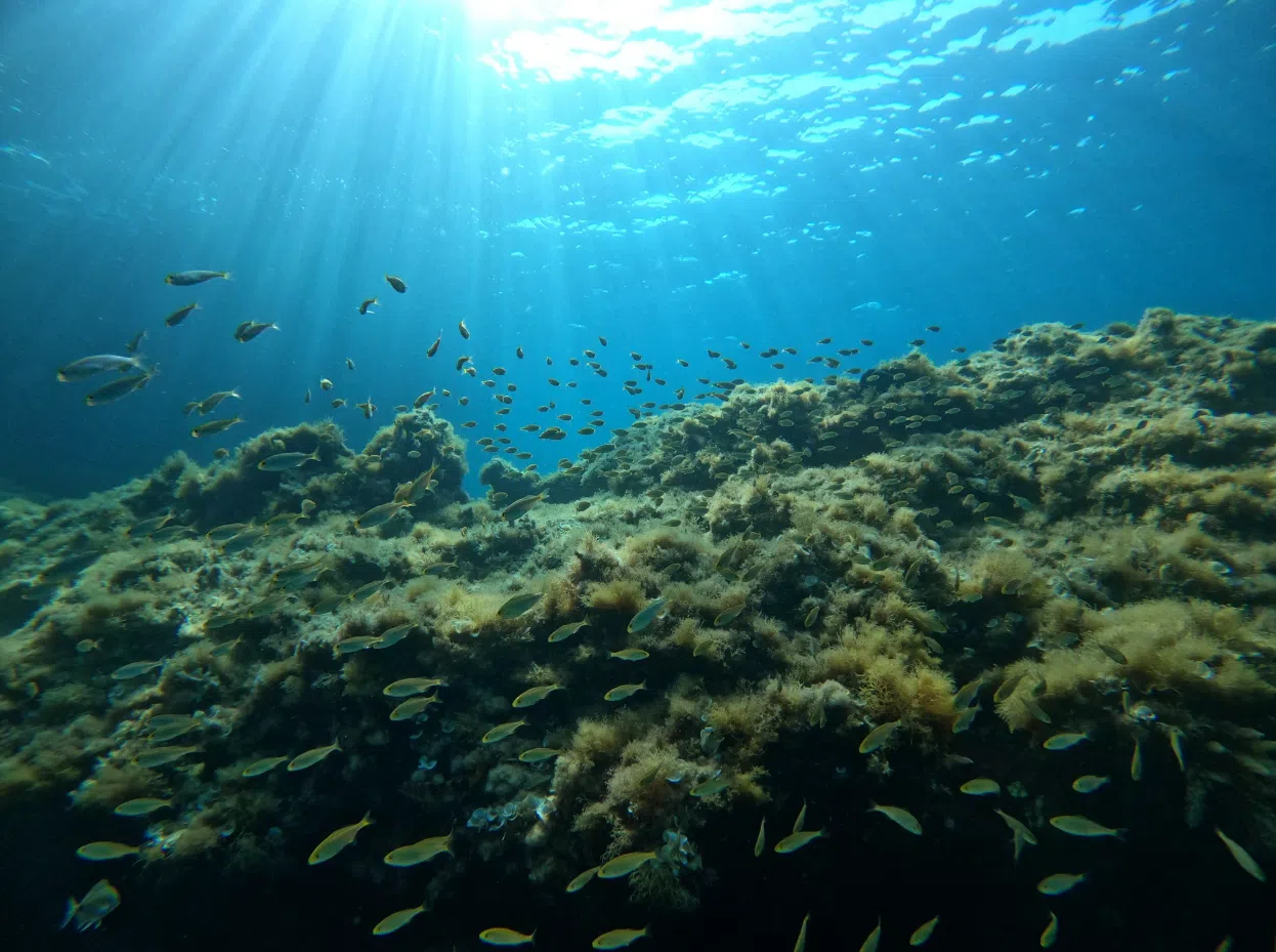 PADI Scuba Diver Course in Porto Petro, Mallorca, photo 2