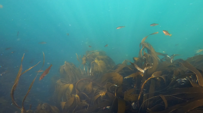 Island to Island: 5-Day Snorkel Expedition in the Small Isles gallery 7