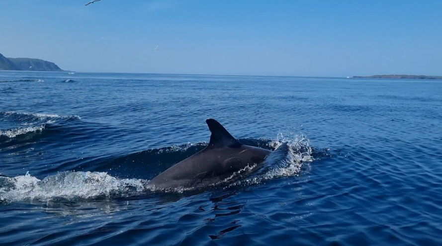 Island to Island: 5-Day Snorkel Expedition in the Small Isles gallery 2