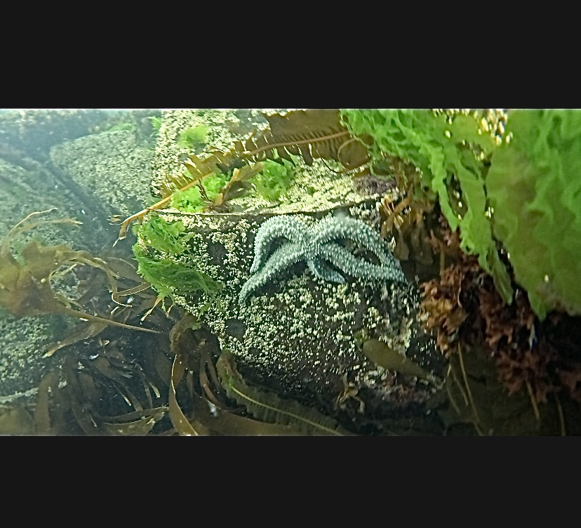 Island to Island: 5-Day Snorkel Expedition in the Small Isles gallery 11
