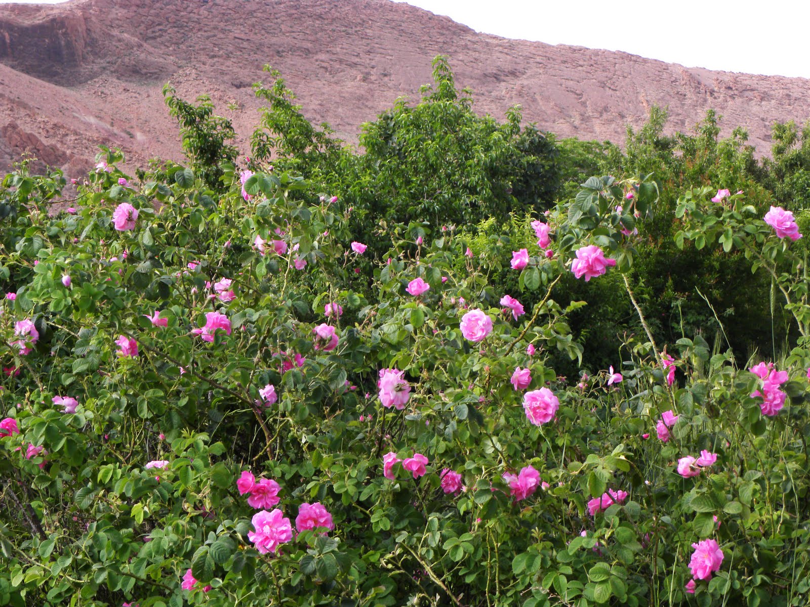 3-Day Sahara Desert Tour From Marrakech to Merzouga gallery 8