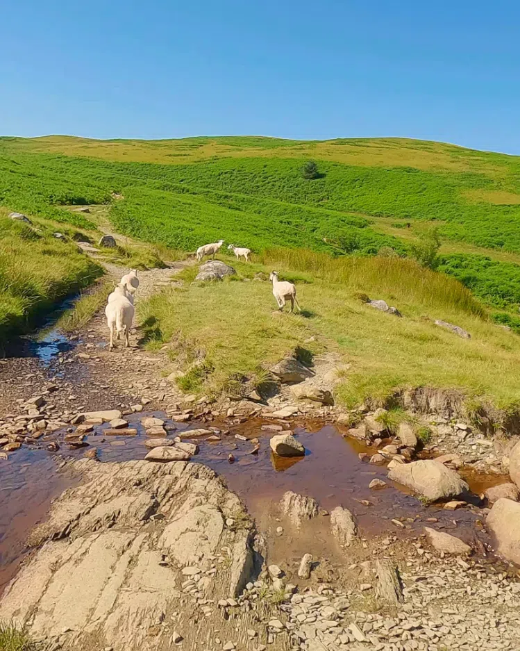 Elan Valley E-Mountain Biking Tour in Mid Wales, photo 5
