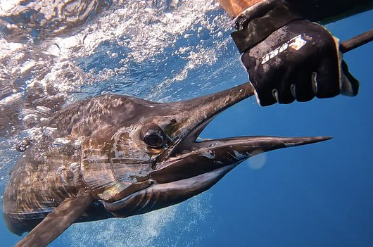 Seychelles to Madagascar Offshore Sailing Adventure gallery 3