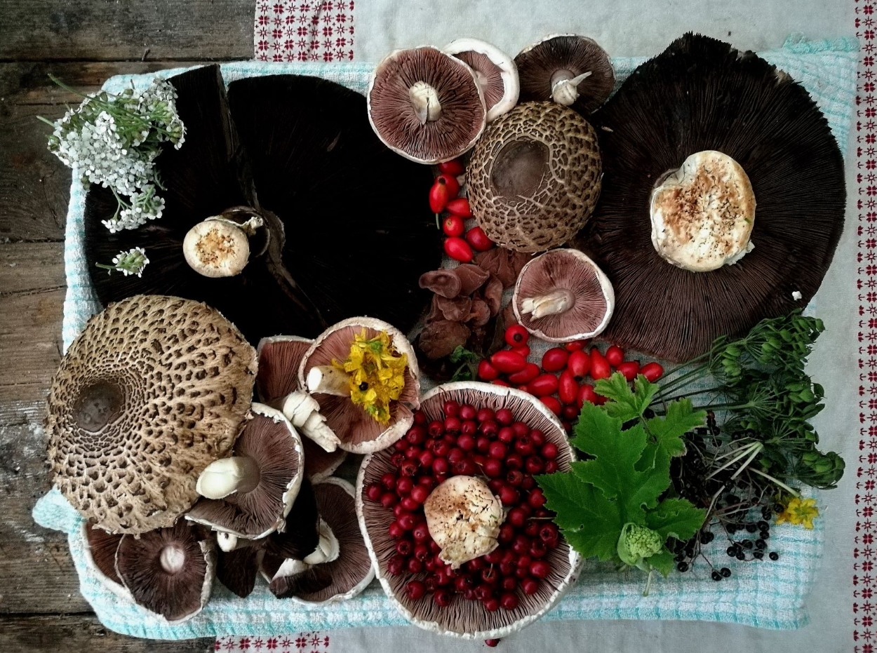 A Weekend in the Woods – Bushcraft, Foraging & Campfire Living on Dartmoor gallery 5