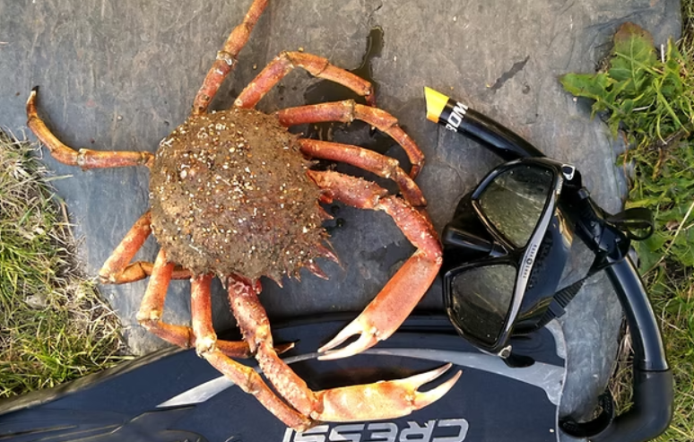 Escape to the Sea – Coastal Bushcraft & Foraging Course in Devon, photo 4