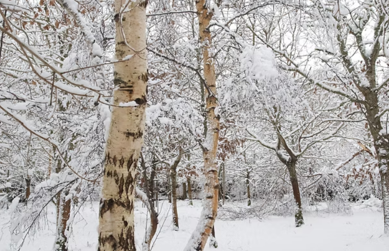 Escape to the Sea – Coastal Bushcraft & Foraging Course in Devon gallery 4