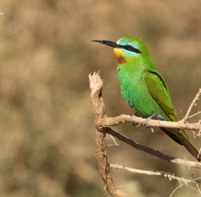 Atlas Mountains Hike and Birdwatching in Morocco gallery 2